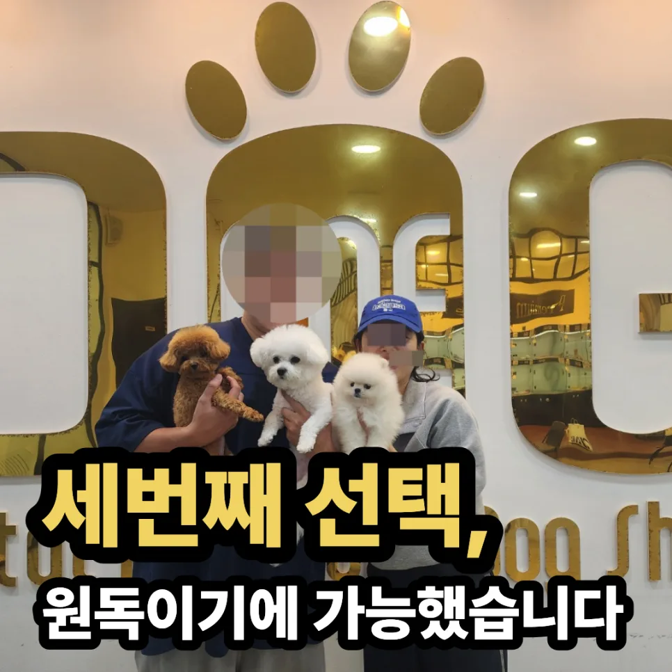 세종시 강아지 분양, 원독에서 크림 포메라니안 입양 후기 2026