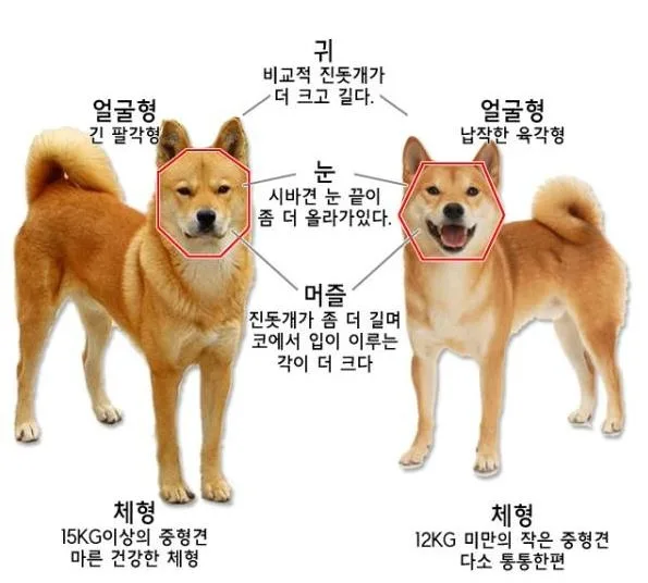 진돗개 맹견 책임보험 가입 필요성 및 대안 2026년 총정리