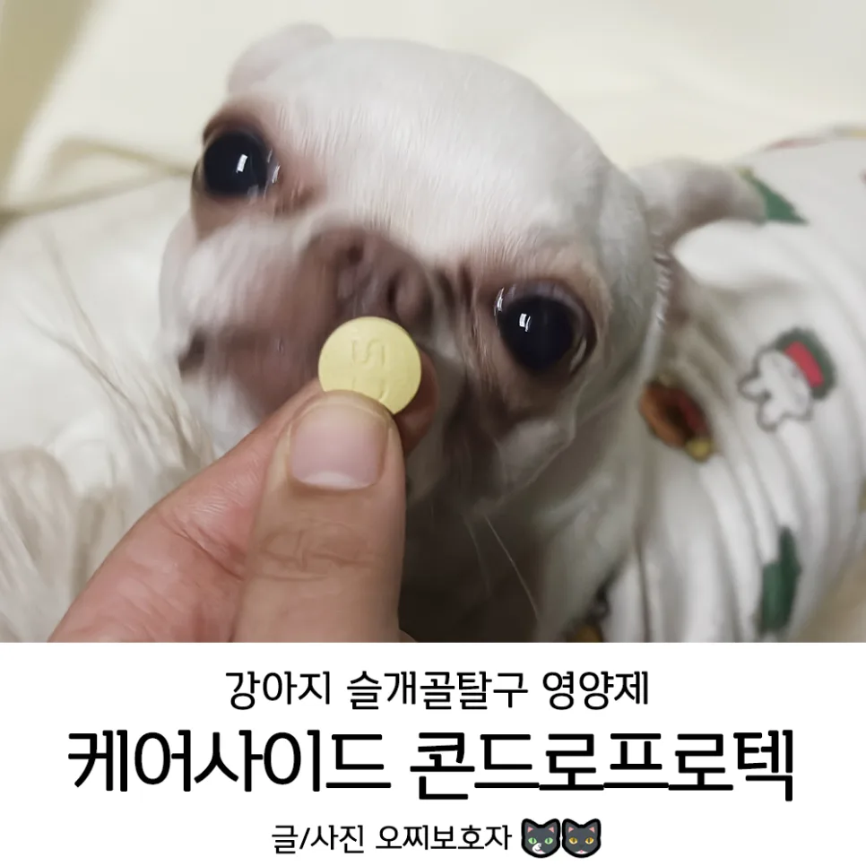 강아지 관절약 콘드로프로텍 2026년 최신 정보: 동물병원 전용 솔루션