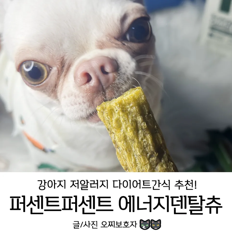 강아지 덴탈껌 2026: 퍼센트퍼센트 에너지덴탈츄, 다이어트와 구강관리 OK?