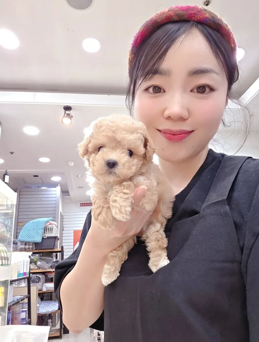 부산 말티푸 분양 2026: 버찌 공주님, 책임감 있는 가족 찾아요