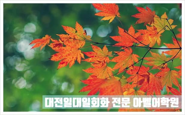 대전 일대일 회화, 2026년 실력 향상 로드맵 공개