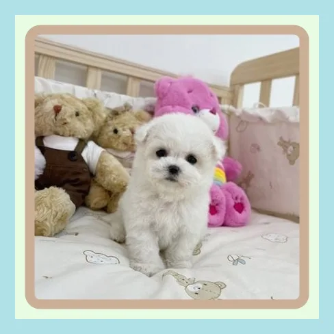 Free Puppy Adoption in Jincheon: 5 Must-Knows for 2026